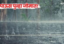 Rain Alert : पाऊस पुन्हा जोमात! पुढील ४८ तास निर्णायक, जाणून घ्या हवामान विभागाचा अंदाज