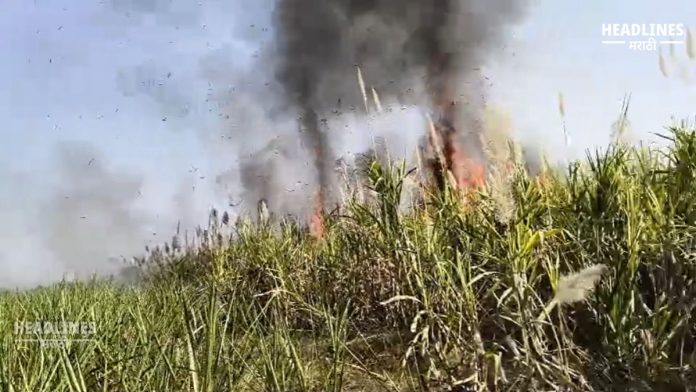 Kapuswadgaon, Fire, Sugarcane, Short Circuit, MSEDCL, Farmer News, Agricultural News, Vaijapur, Local News