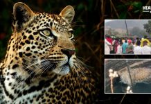Leopard Attack : शेतात जेवताना बिबट्याची झडप, जीव वाचवताना तरुण विहिरीत पडला अन् क्षणात होत्याचं नव्हतं झालं!