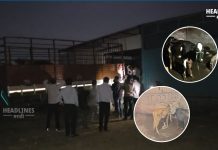 Vaijapur News : वैजापूर पोलिसांची मोठी कारवाई; कत्तलीच्या इराद्याने डांबून ठेवलेल्या २२ गोवंश जनावरांची सुटका